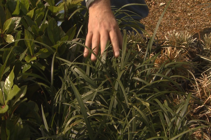 Now is the time to trim or add ground cover 
